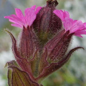 Silene dioica var. zetlandica (Compton) Kerguélen (Silène des Shetlands)