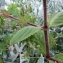  Liliane Roubaudi - Silene dioica var. zetlandica (Compton) Kerguélen [1998]