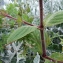  Liliane Roubaudi - Silene dioica var. zetlandica (Compton) Kerguélen [1998]