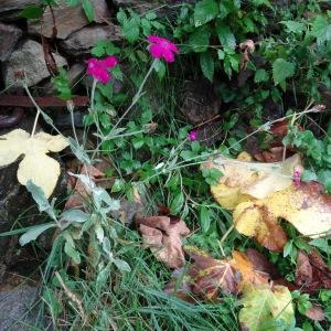 Photographie n°795971 du taxon Lychnis coronaria (L.) Desr.