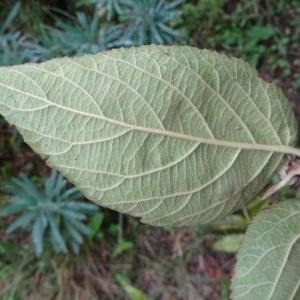 Photographie n°796006 du taxon Viburnum lantana L. [1753]