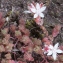  Liliane Roubaudi - Sedum anglicum Huds. [1778]