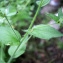  Liliane Roubaudi - Pentaglottis sempervirens (L.) Tausch ex L.H.Bailey [1949]