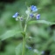  Liliane Roubaudi - Pentaglottis sempervirens (L.) Tausch ex L.H.Bailey [1949]