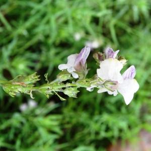 Photographie n°796312 du taxon Linaria repens (L.) Mill. [1768]