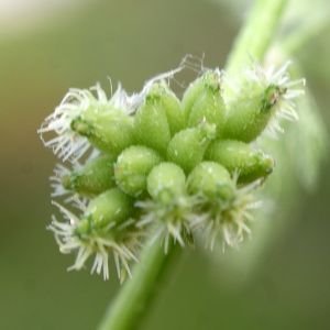 Photographie n°796340 du taxon Apium nodiflorum (L.) Lag. [1821]