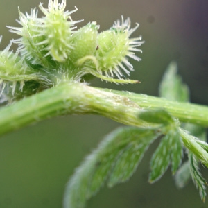 Photographie n°796343 du taxon Apium nodiflorum (L.) Lag. [1821]