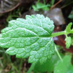 Photographie n°796441 du taxon Lamium maculatum (L.) L. [1763]