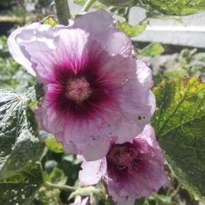 Photographie n°796554 du taxon Alcea rosea L. [1753]