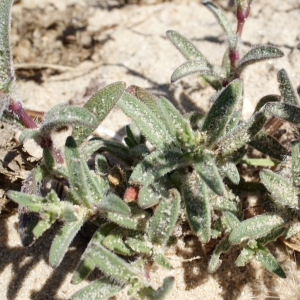 Photographie n°796584 du taxon Silene nicaeensis All. [1773]