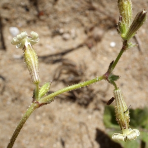 Photographie n°796592 du taxon Silene nicaeensis All. [1773]