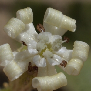 Photographie n°796594 du taxon Silene nicaeensis All. [1773]