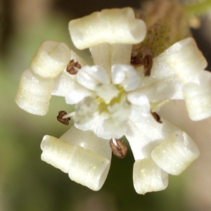 Photographie n°796595 du taxon Silene nicaeensis All. [1773]