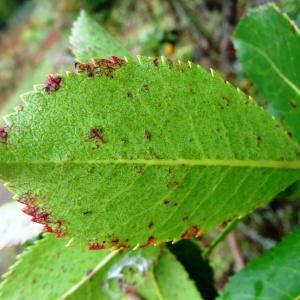 Photographie n°796626 du taxon Arbutus unedo L. [1753]