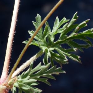 Erodium aethiopicum subsp. pilosum (Thuill.) Guitt. (Bec-de-grue poilu)