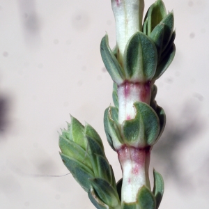 Photographie n°796654 du taxon Crucianella maritima L. [1753]