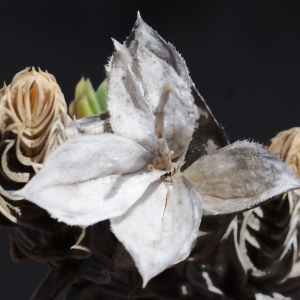 Photographie n°796659 du taxon Crucianella maritima L. [1753]