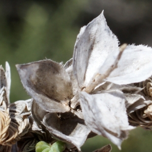 Photographie n°796660 du taxon Crucianella maritima L. [1753]
