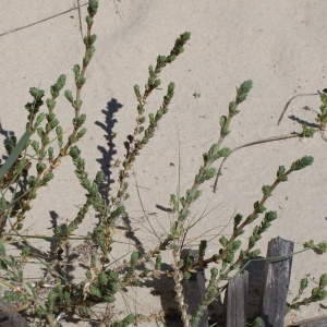 Photographie n°796666 du taxon Crucianella maritima L. [1753]