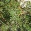  Liliane Roubaudi - Artemisia crithmifolia L. [1753]