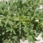 Liliane Roubaudi - Artemisia crithmifolia L. [1753]