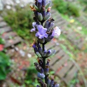 Photographie n°796690 du taxon Lavandula latifolia Medik. [1784]