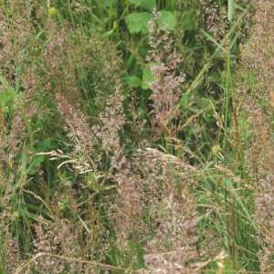 Photographie n°796861 du taxon Agrostis capillaris L. [1753]