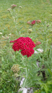 Dominique Thorin, le  5 juillet 2016 (Bas-Intyamon)