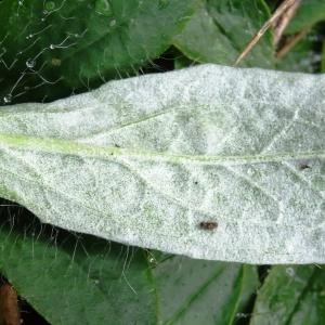 Photographie n°797162 du taxon Pilosella officinarum Vaill. [1754]