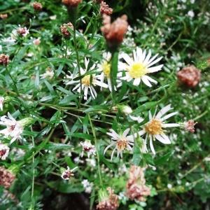 Photographie n°797310 du taxon Aster novi-belgii L. [1753]