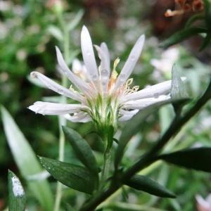 Photographie n°797312 du taxon Aster novi-belgii L. [1753]