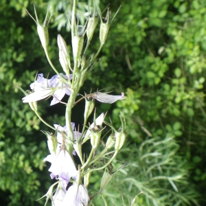 Photographie n°797342 du taxon Campanula patula L. [1753]