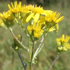 Photographie n°797358 du taxon Senecio erucifolius L. [1755]