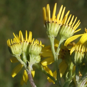 Photographie n°797362 du taxon Senecio erucifolius L. [1755]