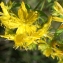  Liliane Roubaudi - Hypericum maculatum subsp. maculatum 
