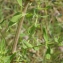  Liliane Roubaudi - Hypericum maculatum subsp. maculatum 