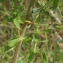  Liliane Roubaudi - Hypericum maculatum subsp. maculatum 