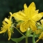  Liliane Roubaudi - Hypericum maculatum subsp. maculatum 