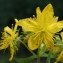  Liliane Roubaudi - Hypericum maculatum subsp. maculatum 