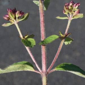 Photographie n°797453 du taxon Origanum vulgare L. [1753]