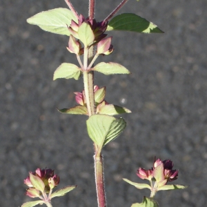 Photographie n°797455 du taxon Origanum vulgare L. [1753]