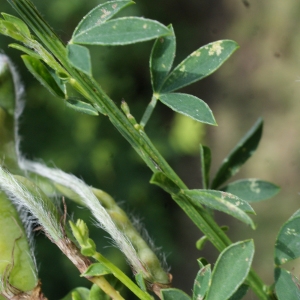 Photographie n°797481 du taxon Cytisus scoparius (L.) Link [1822]