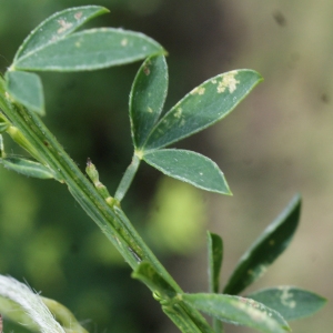 Photographie n°797483 du taxon Cytisus scoparius (L.) Link [1822]