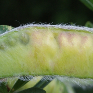 Photographie n°797486 du taxon Cytisus scoparius (L.) Link [1822]