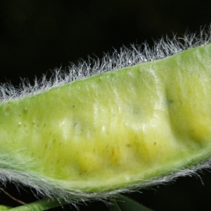 Photographie n°797491 du taxon Cytisus scoparius (L.) Link [1822]