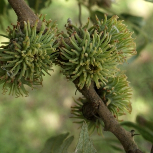 Photographie n°797502 du taxon Quercus cerris L. [1753]