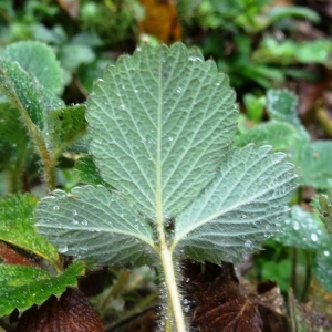 Photographie n°797561 du taxon Potentilla sterilis (L.) Garcke [1856]