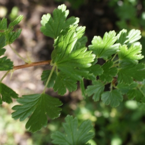 Photographie n°797852 du taxon Ribes uva-crispa L. [1753]