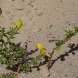 Photographie n°797897 du taxon Ononis variegata L. [1753]