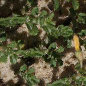 Photographie n°797910 du taxon Ononis variegata L. [1753]